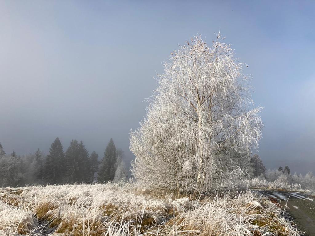 Apartmany Hajovna Lipno Loučovice エクステリア 写真